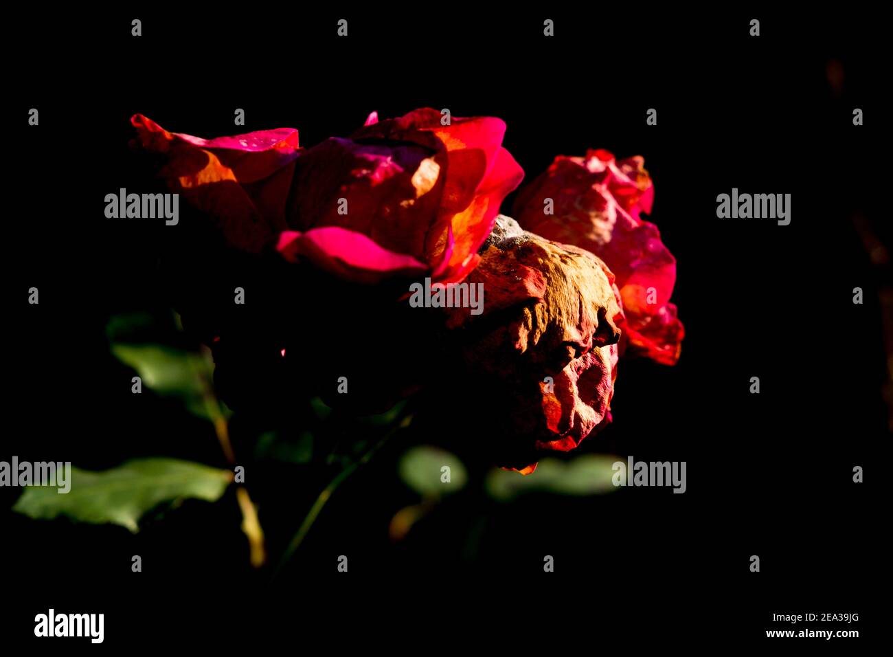 Brunswick, Germany. 30th Nov, 2020. Fresh rose blossoms hang on a bush next to an already wilted blossom. Credit: Stefan Jaitner/dpa/Alamy Live News Stock Photo