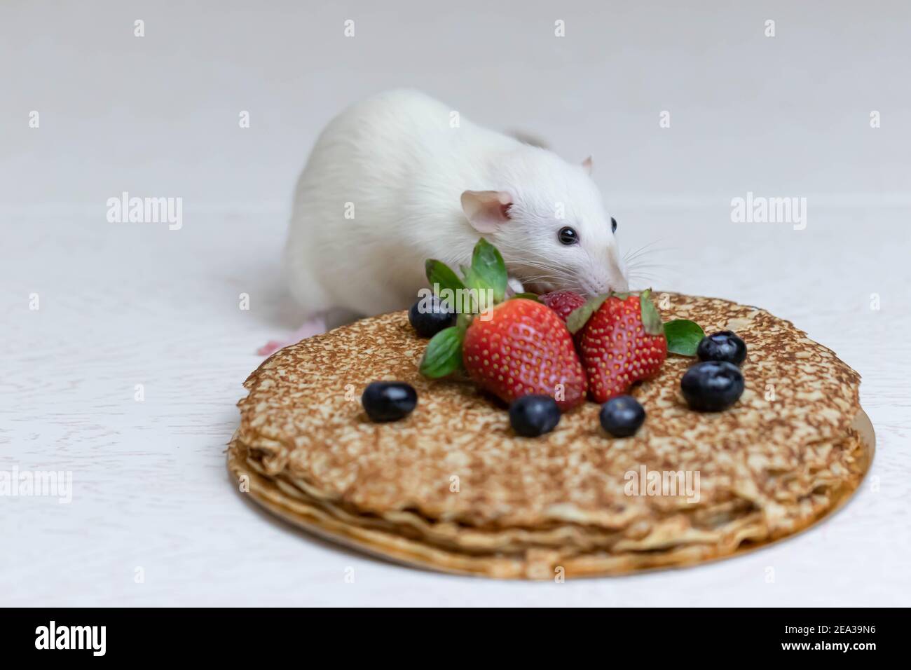 A cute white decorative rat sits on delicious pancakes with