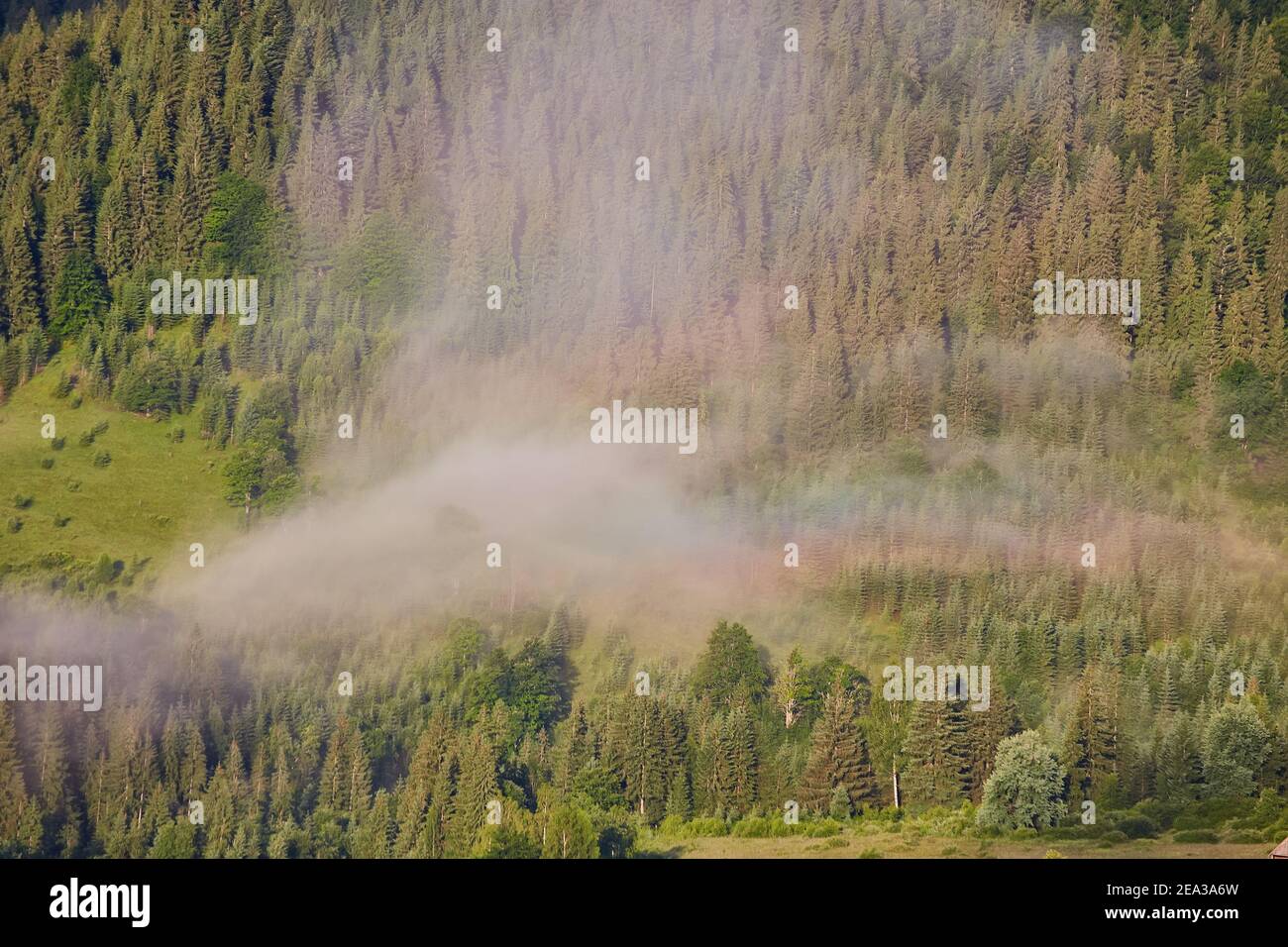 Landscape with fog in mountains and rows of trees Stock Photo - Alamy