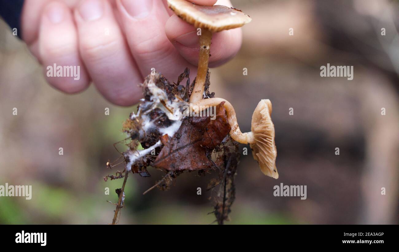 Young man's hand holding fungus and mycelium with debris attached Stock Photo