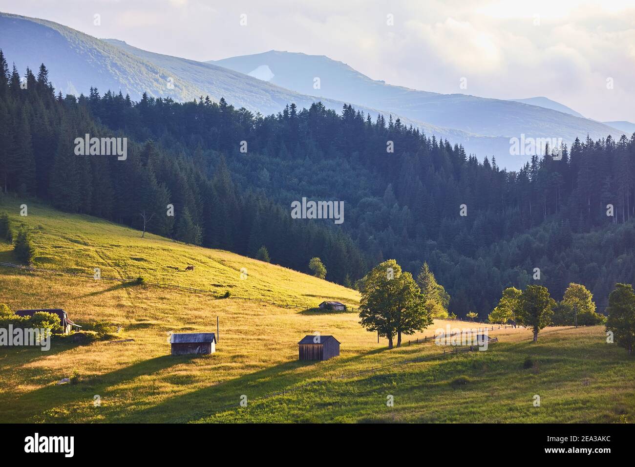 Idyllic landscape in the Alps with fresh green meadows and blooming ...
