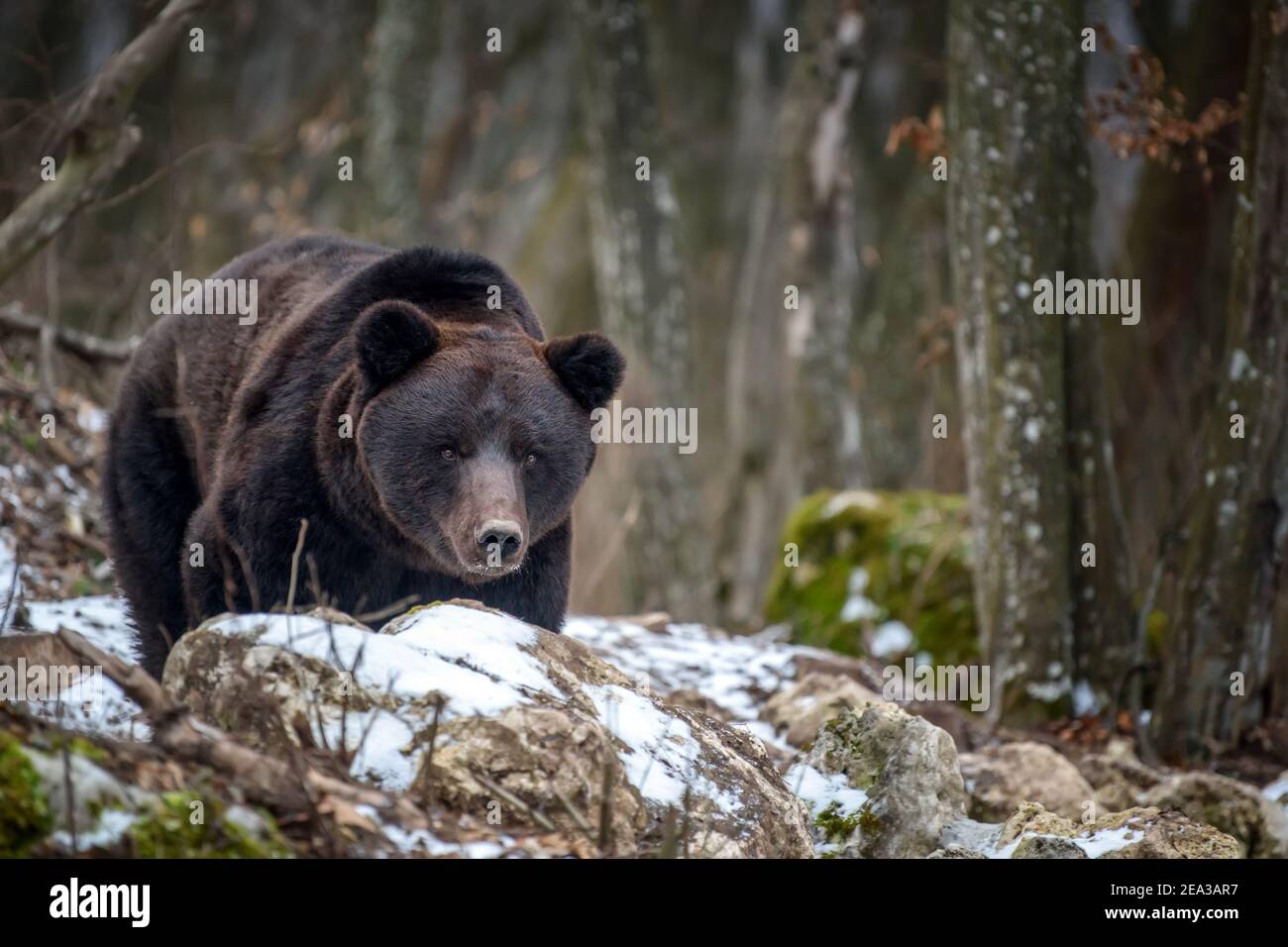 Wild adult Brown Bear (Ursus Arctos) in the winter forest. Dangerous animal in natural habitat. Wildlife scene Stock Photo