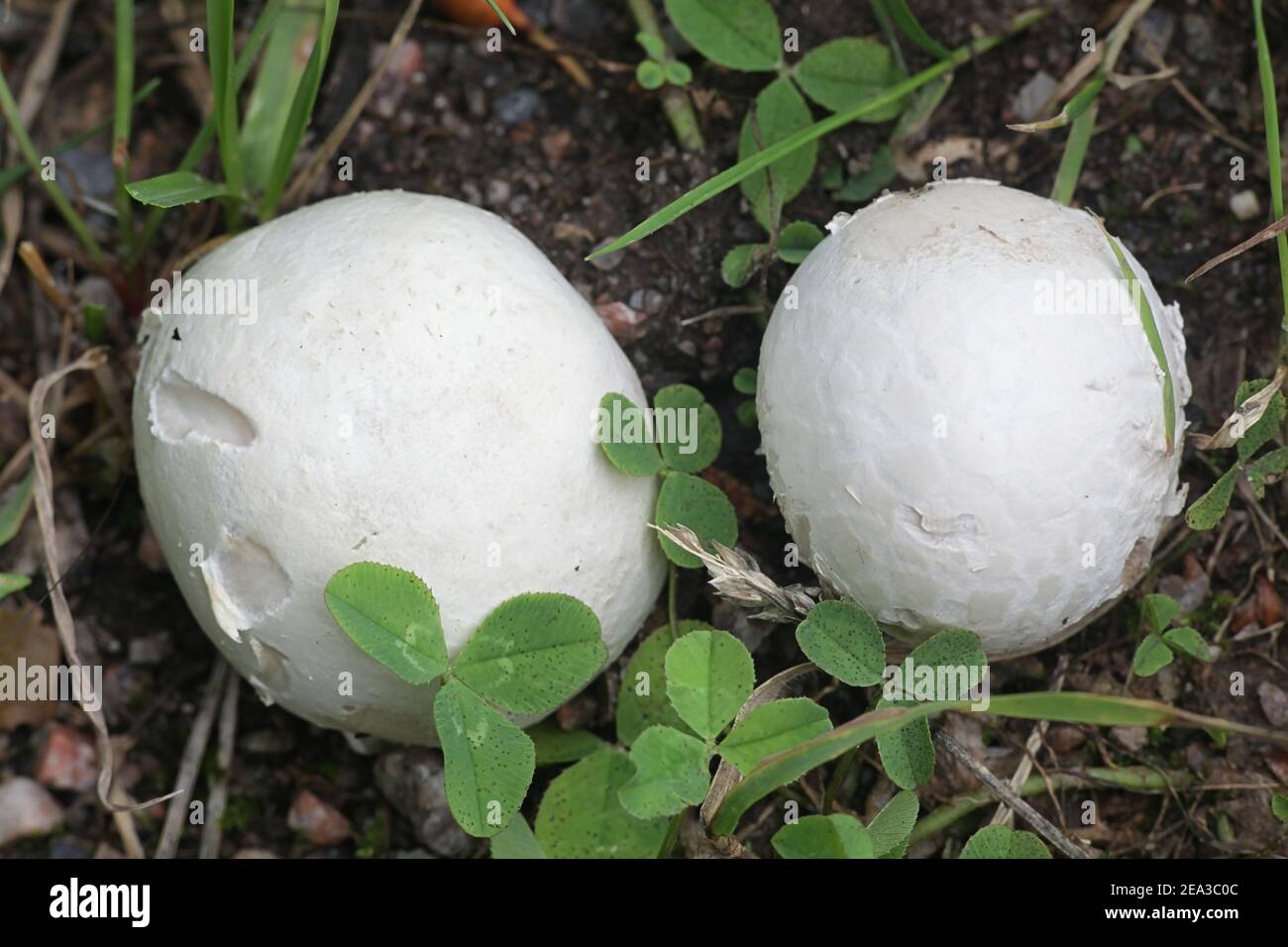 Bovista nigrescens, commonlly known as the brown puffball or black bovist, wild mushroom from Finland Stock Photo