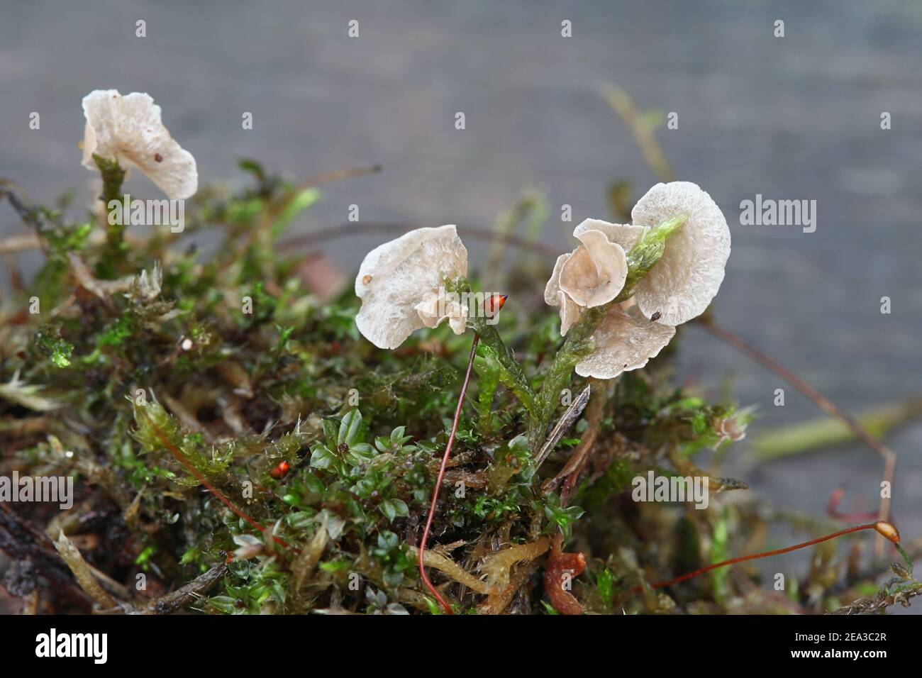 Arrhenia retiruga, known as small moss oysterling, wild fungus from Finland Stock Photo