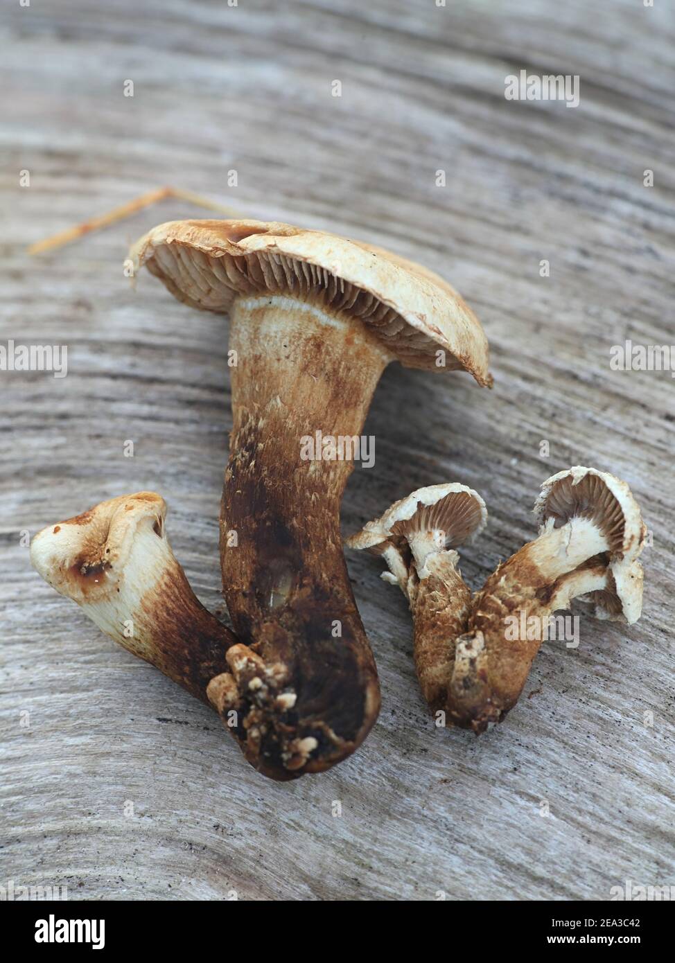Hemipholiota populnea, also known as Pholiota populnea, a scalycap mushrooms from Finland with no common english name Stock Photo