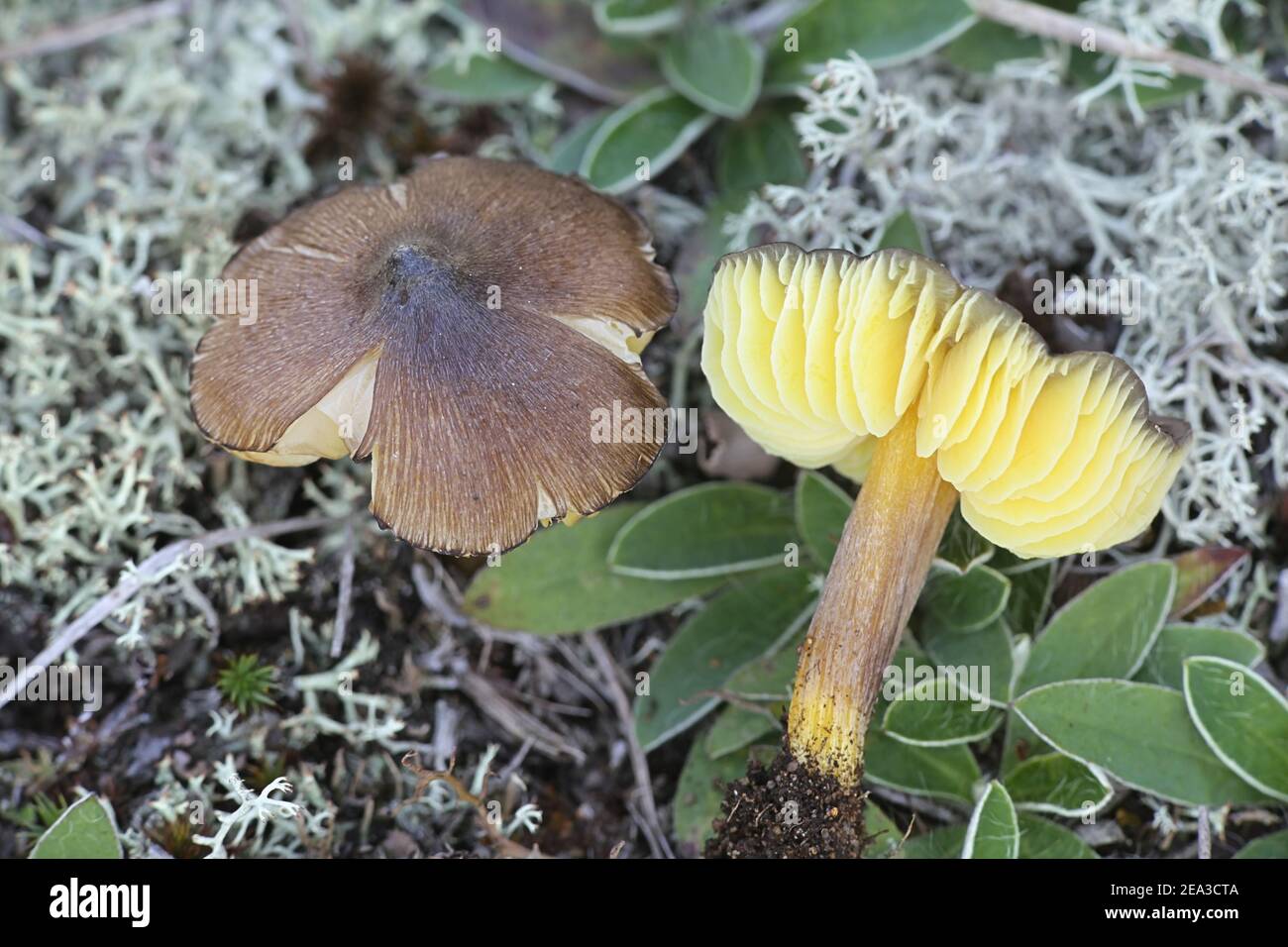 Hygrocybe spadicea, known as date waxcap, wild mushroom from Finland Stock Photo