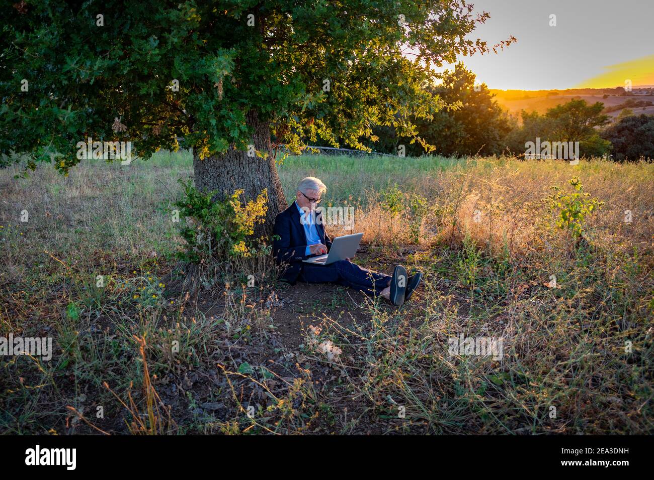 Senior businessman with laptop working under the magic tree at sunset Stock Photo
