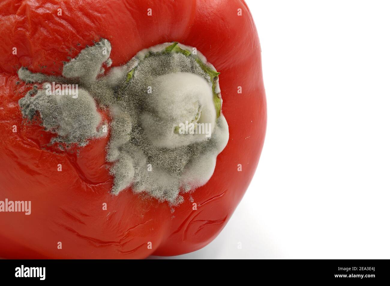 close up of rotten sweet red pepper with white fluffy mold isolated on white background with copy space Stock Photo