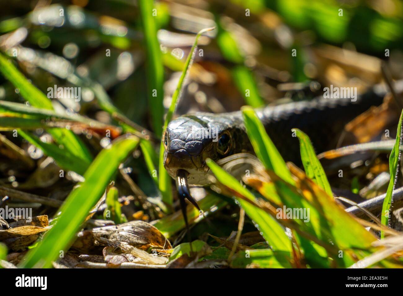 Southern Black Racer (Coluber constrictor ssp. priapus) snake in grass close up with tongue out Stock Photo