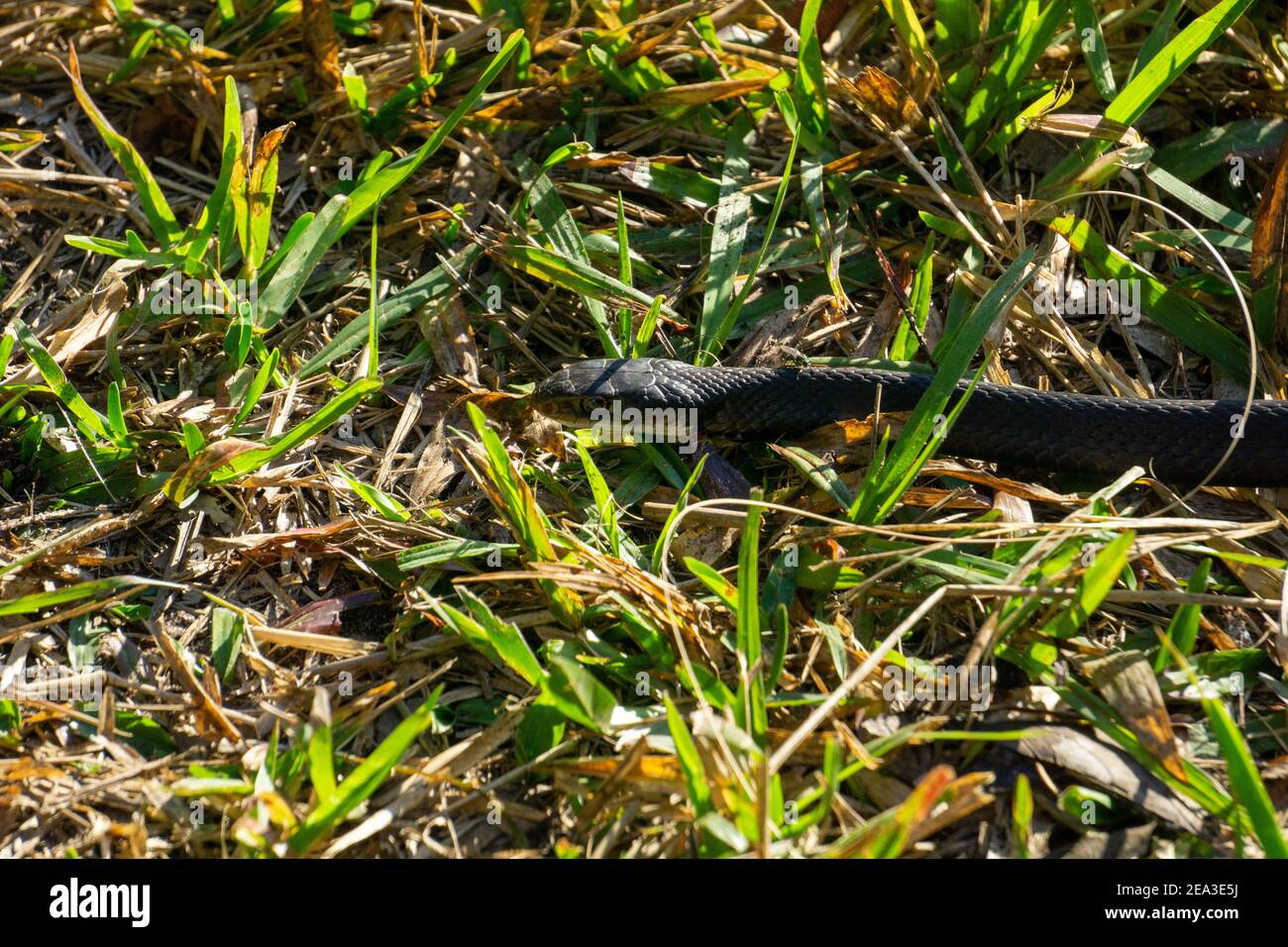 Southern Black Racer (Coluber constrictor ssp. priapus) snake in grass Stock Photo