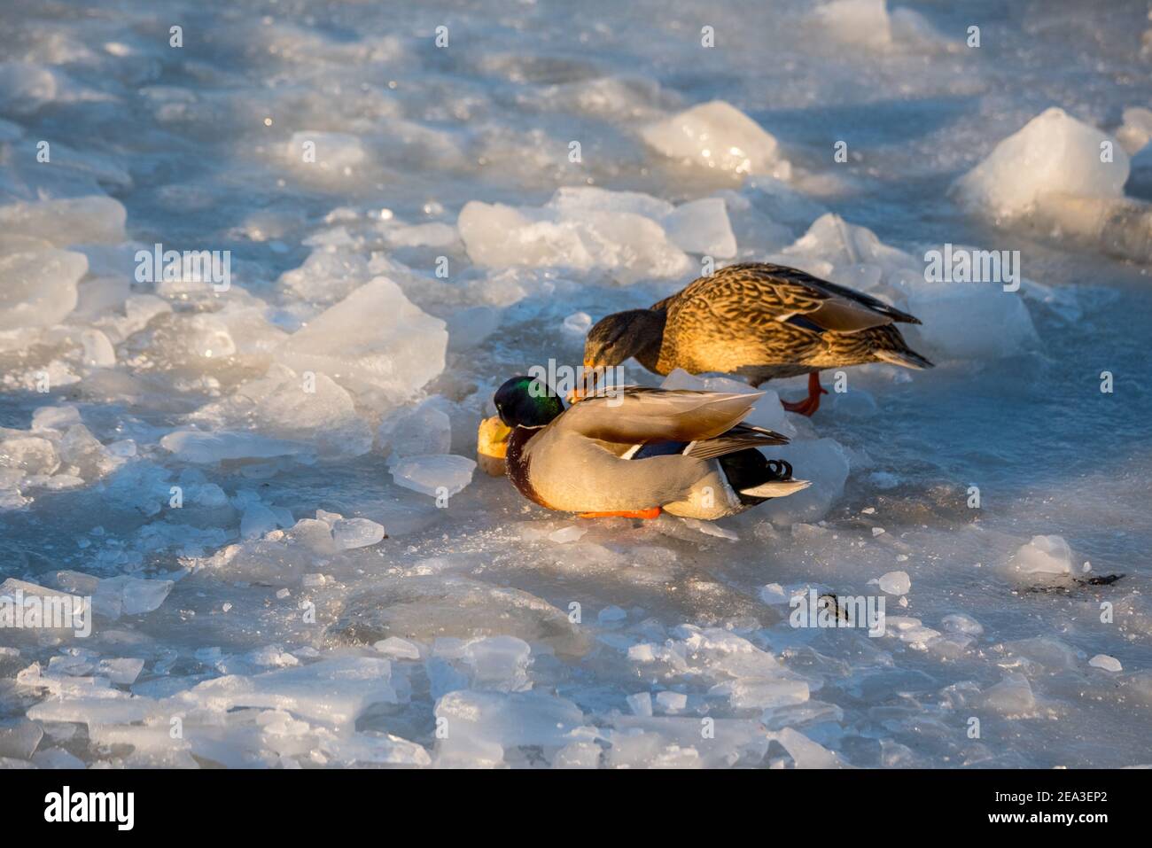 Wild ducks on ice. Ice hole. Feeding birds in winter. The frozen lake