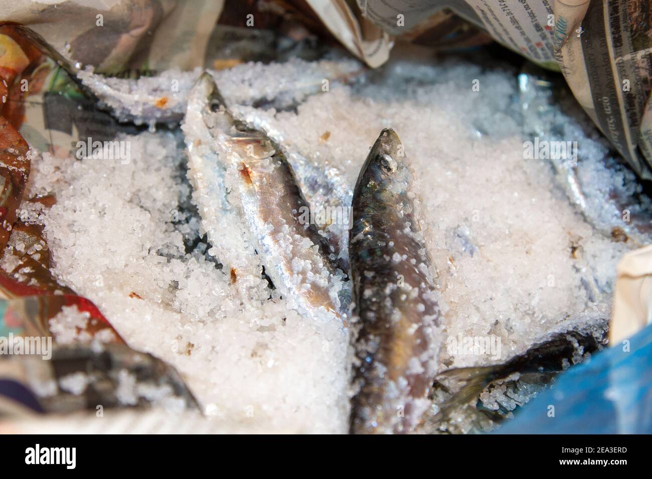 Salted sardines during the salting process. They have to be put among