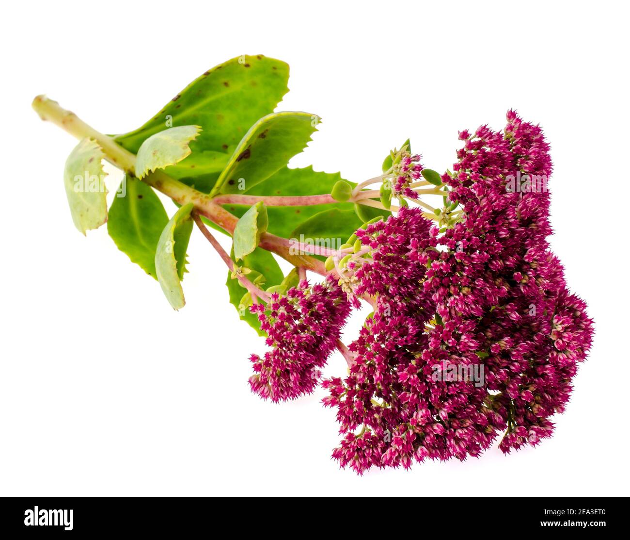 Stem with leaves and pink flower of autumn Sedum. Studio Photo Stock Photo