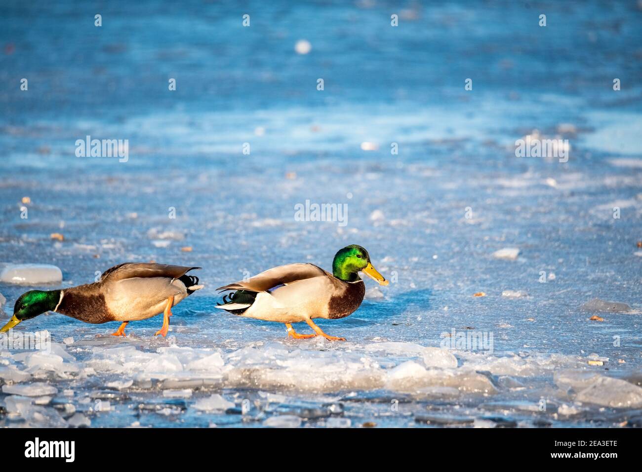 Wild ducks on ice. Ice hole. Feeding birds in winter. The frozen lake