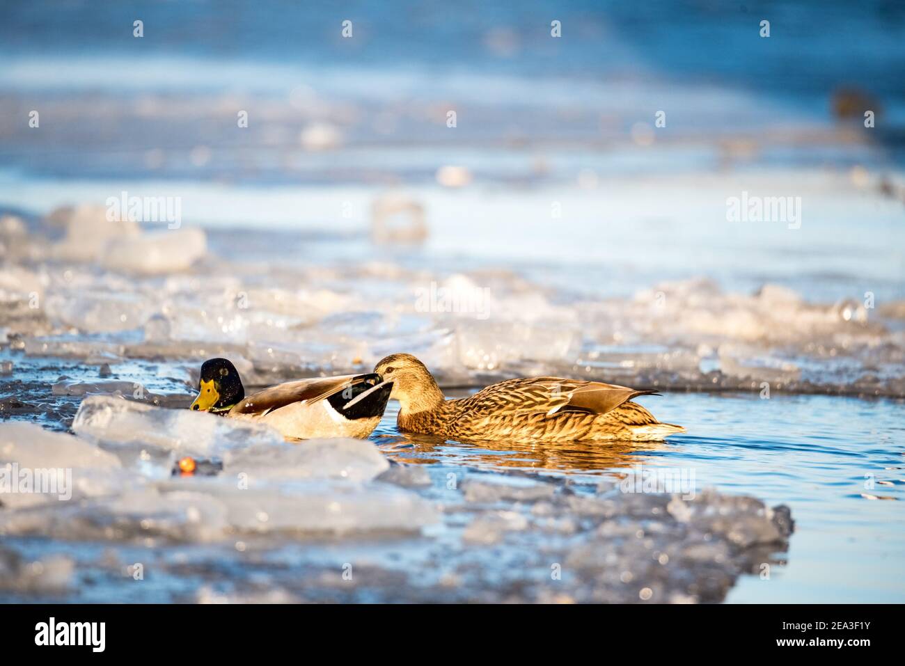 Wild ducks on ice. Ice hole. Feeding birds in winter. The frozen lake
