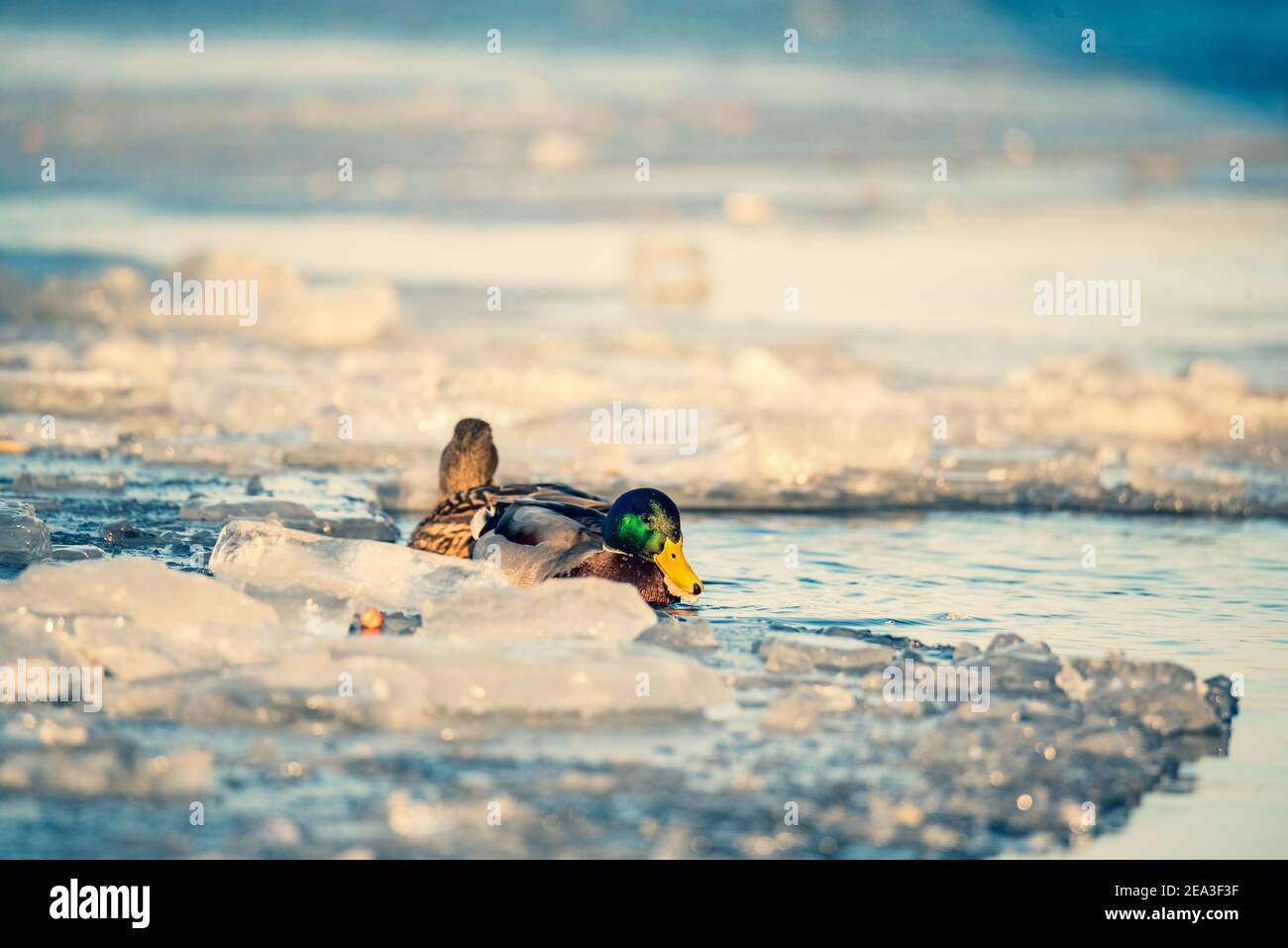 Wild ducks on ice. Ice hole. Feeding birds in winter. The frozen lake