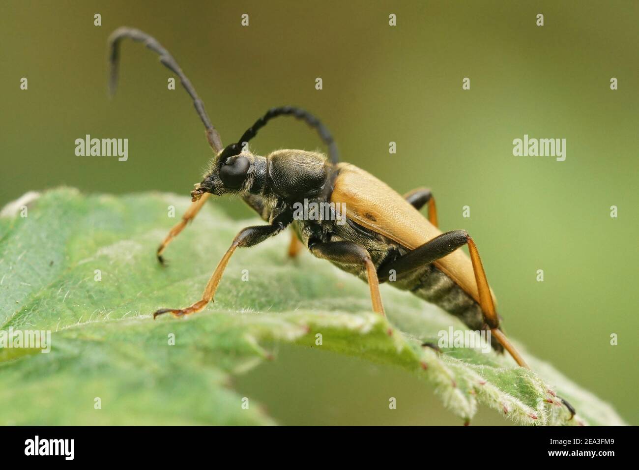 Close up of a Red-brown Longhorn Beetle, Stictoleptura rubra Stock Photo