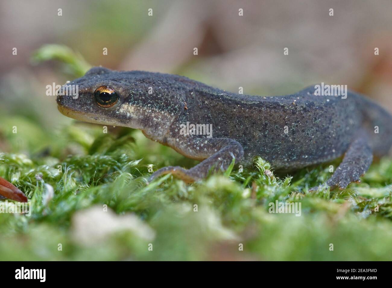 An adult male smooth new , Lissotriton vulgaris on green moss Stock Photo