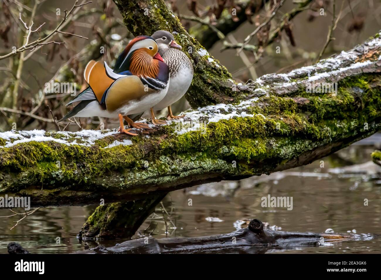 Beautiful mandarin duck standing on a tree in a little pond called Jacobiweiher not far away from Frankfurt, Germany at a cold day in winter. Stock Photo