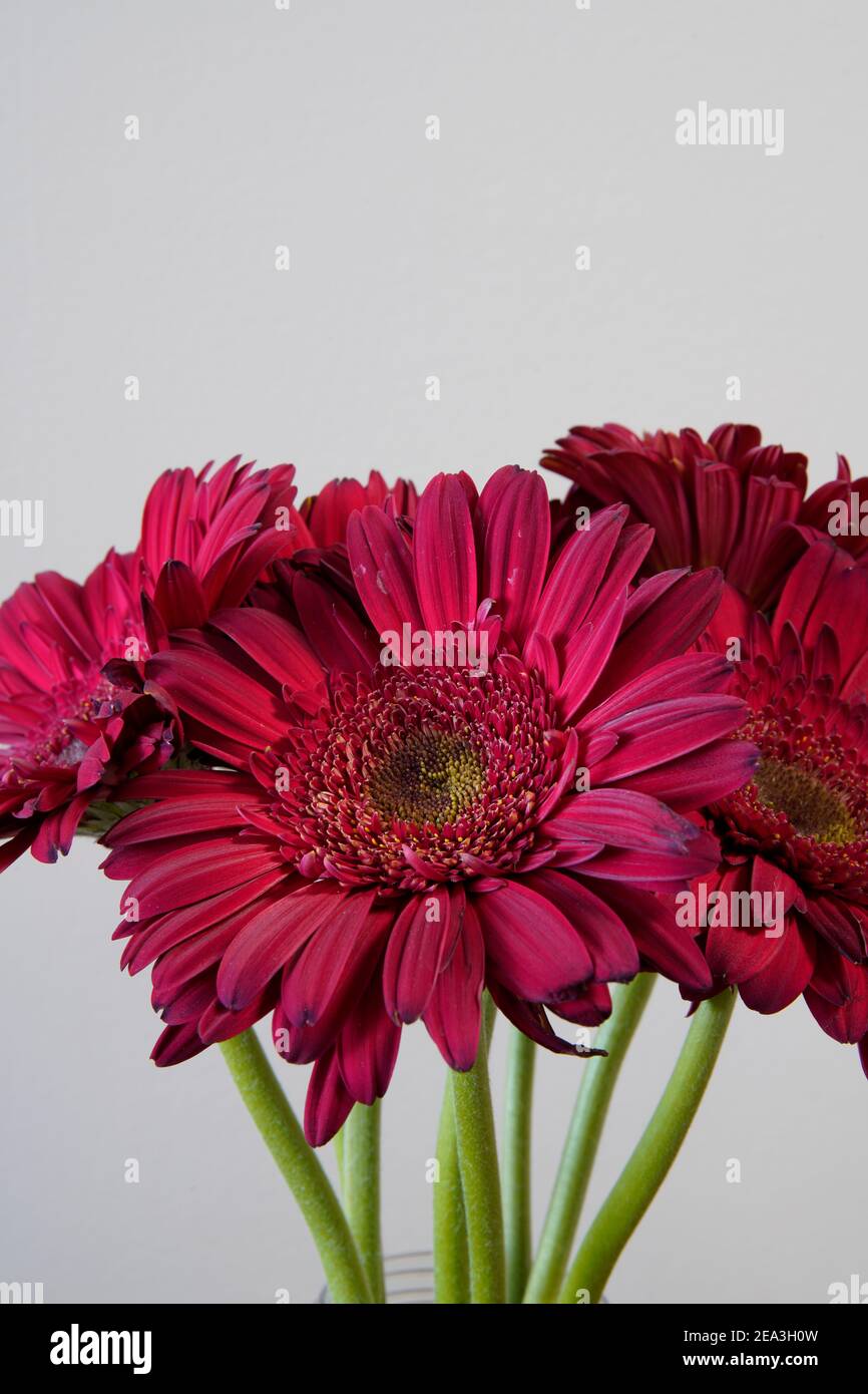 The photography of red daisy in the house, interior object, flowers Stock Photo