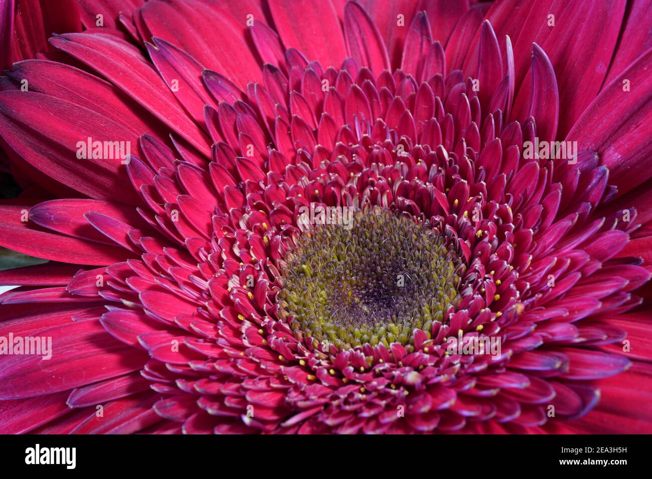 The Red Daisy photography(closed up), Grand Rapids, MI Stock Photo