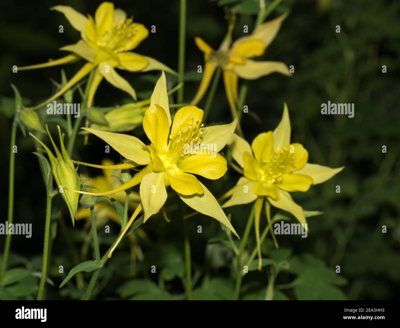 Close-up of golden colombine, Aquilegia chrysantha, blossoms. Stock Photo