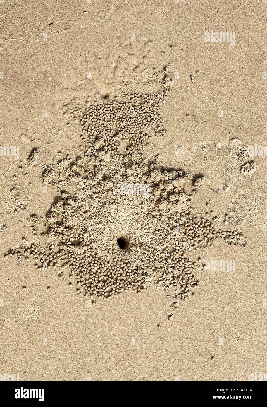 Sand balls made by the sand bubbler crabs, Scopimera globose, widespread across the Indo-Pacific region on sandy beaches. Stock Photo