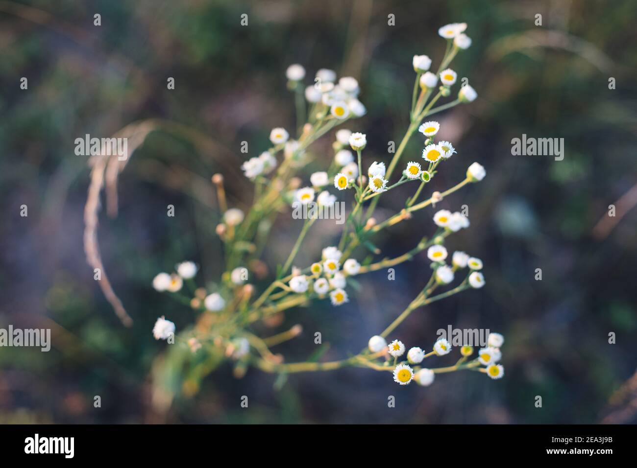 young flowers of a plant from the genus Erigeron. Concept of botany and folk medicine Stock Photo