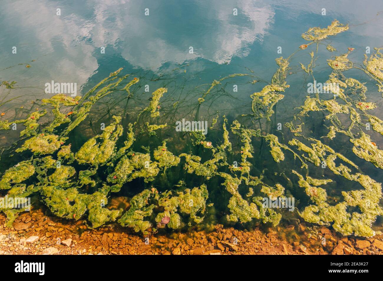 The lake or river bloomed and small green algae and ooze multiplied in it. The concept of a natural disaster and the release of harmful substances int Stock Photo