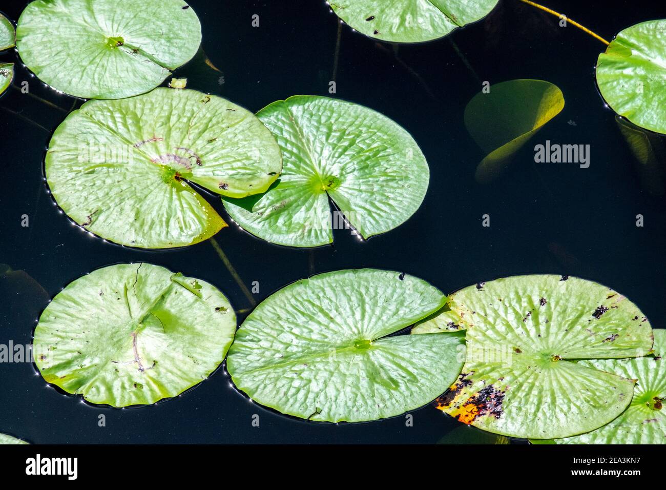 Multiple large vibrant green lily pads floating on the surface of blue