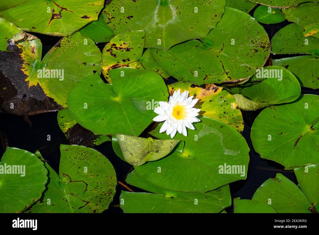 A bright white water lily with a yellow carpel center floating. The