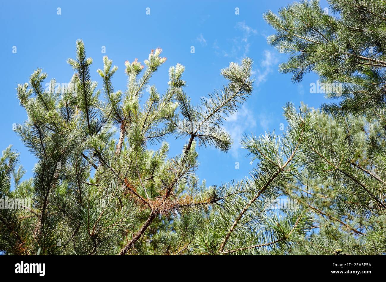 Forest against the sky. Pine trees against a blue sky with clouds on a sunny day Stock Photo
