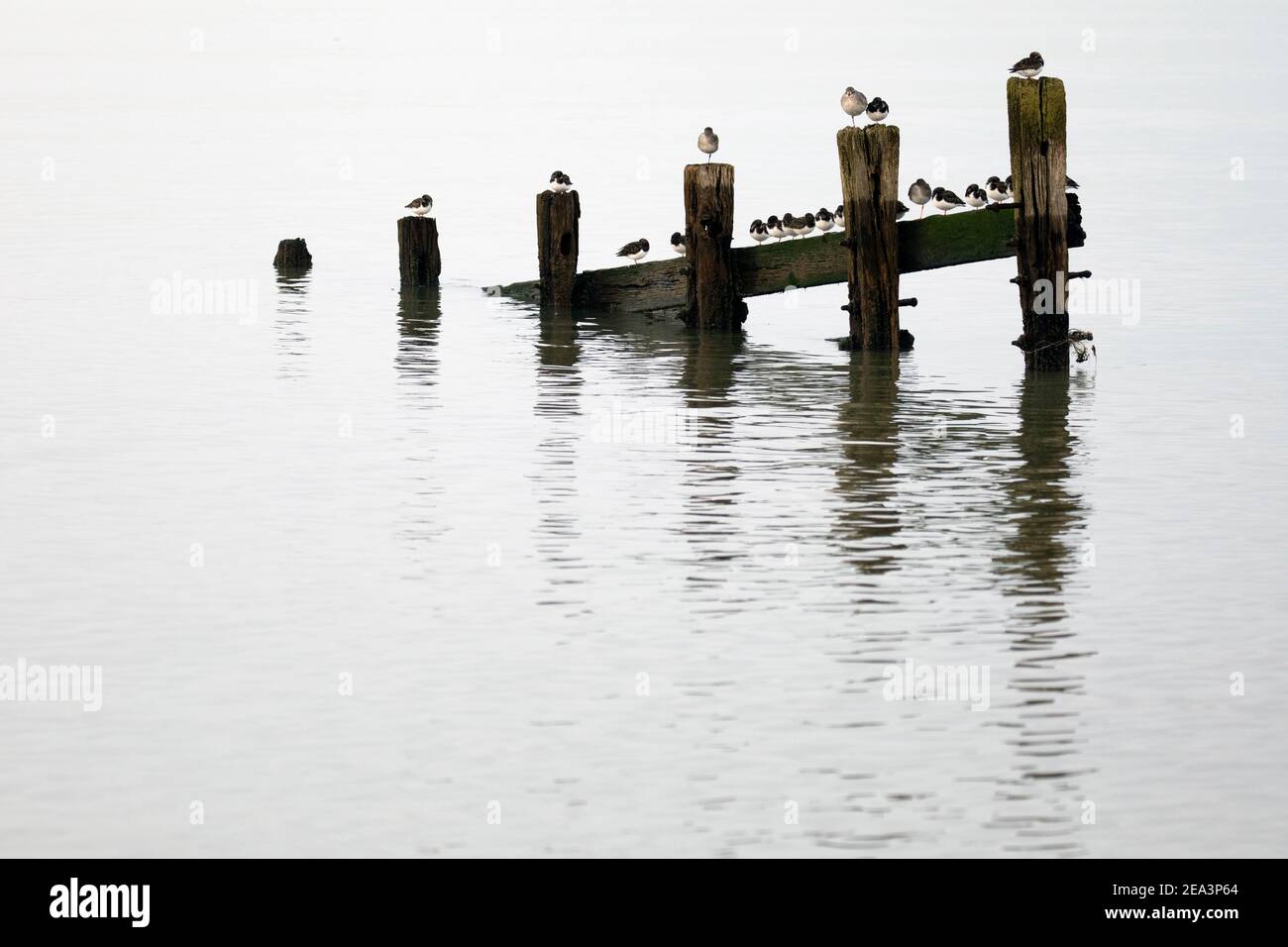 Turnstones, grey plovers and a redshank perched on the remains of old groynes reflected in calm water. Stock Photo