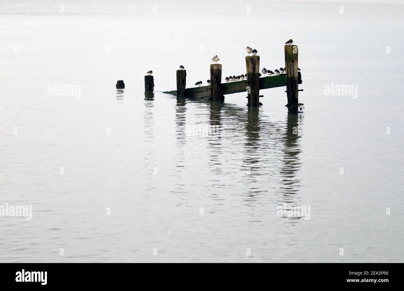 Turnstones, grey plovers and a redshank perched on the remains of old groynes reflected in calm water. Stock Photo