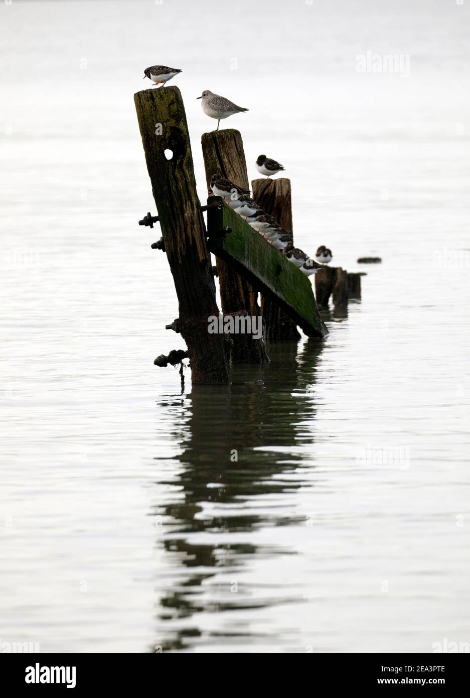 Turnstones and grey plovers perched on the remains of old groynes reflected in calm water. Stock Photo