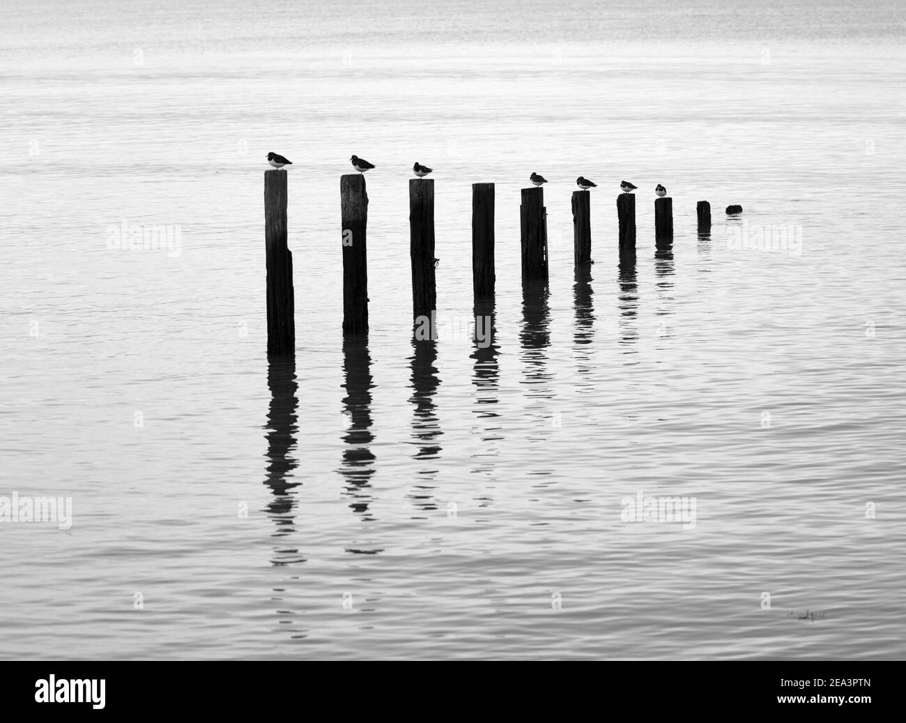 Turnstones perched on the remains of old groynes reflected in calm water. Stock Photo
