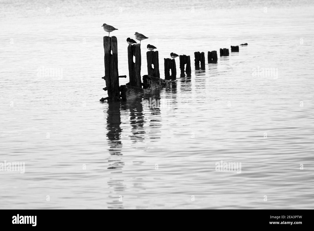 Turnstones and grey plovers perched on the remains of old groynes reflected in calm water. Stock Photo