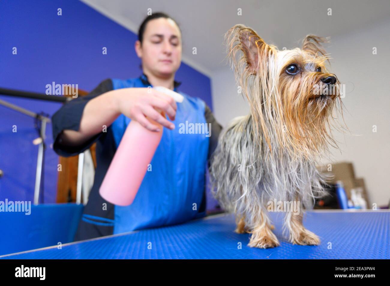 Barber Hair High Resolution Stock Photography And Images Page 19 Alamy
