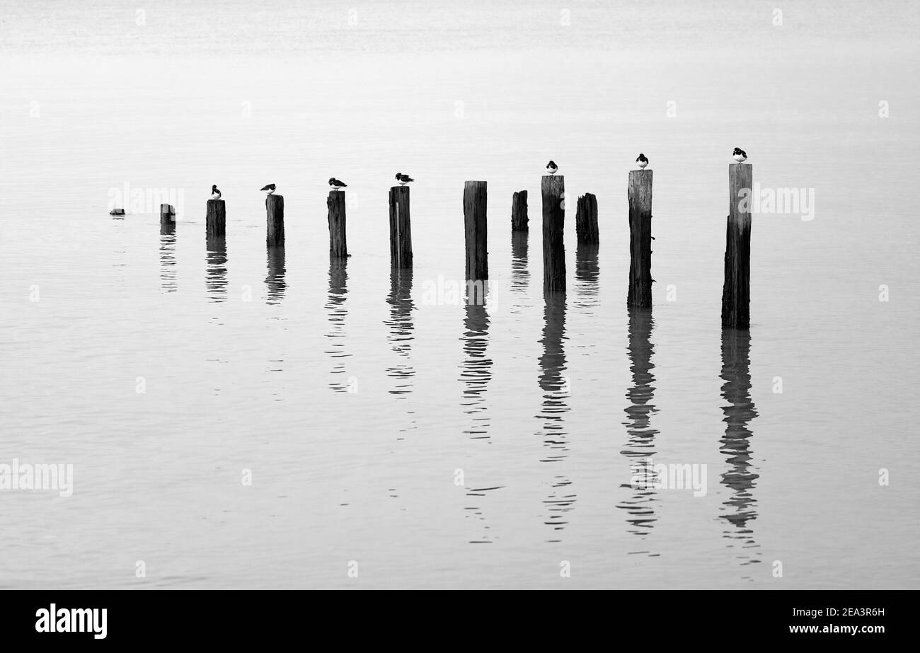 Turnstones perched on the remains of old groynes reflected in calm water. Stock Photo