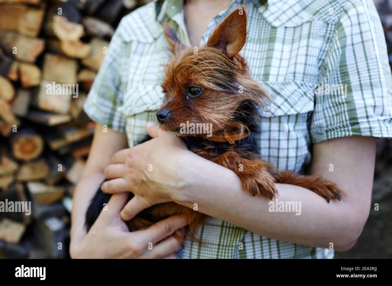 Are Yorkshire Terriers Loving