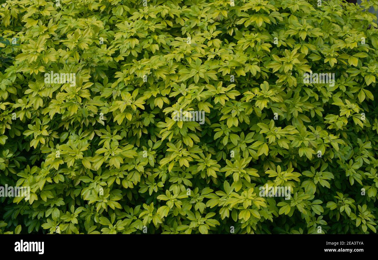Green foliage wallpaper hi-res stock photography and images - Alamy