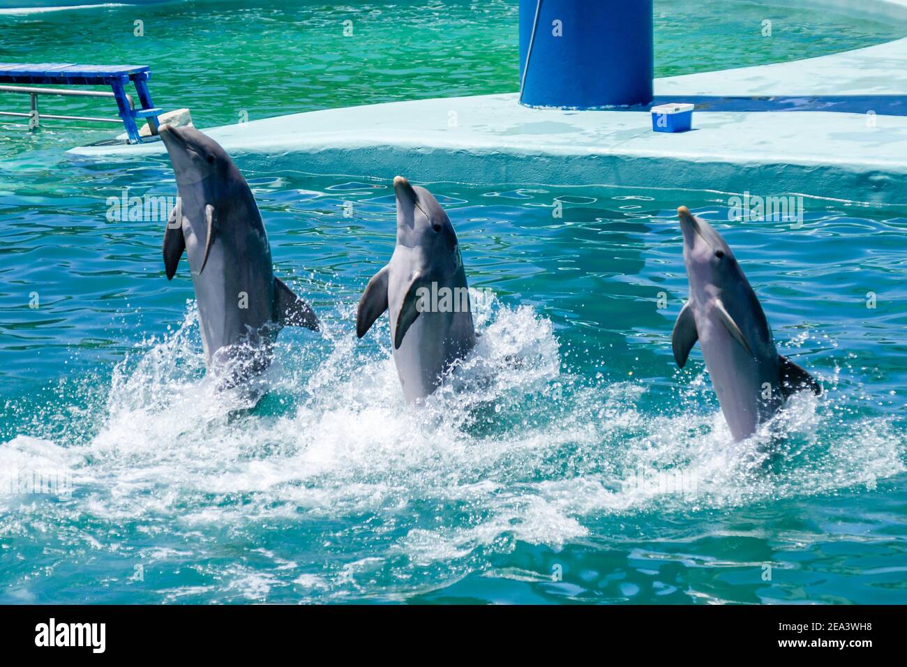 Bottlenose dolphins in an aquarium walking over the pool water backwards. Cancepto de entretenimiento. Stock Photo