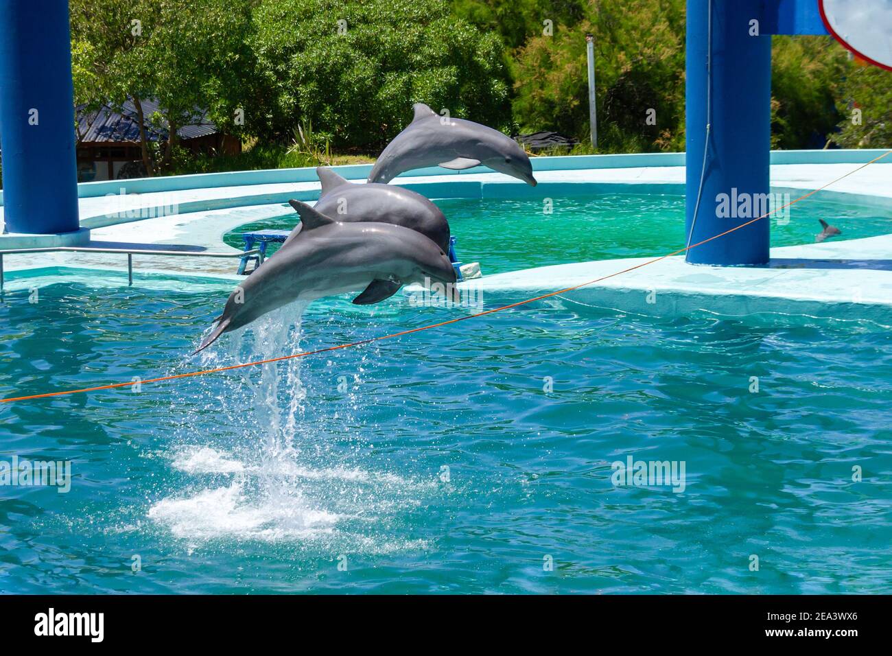 Bottlenose dolphins in an aquarium by jumping a rope several meters above the water. concepto entretenimiento. Stock Photo