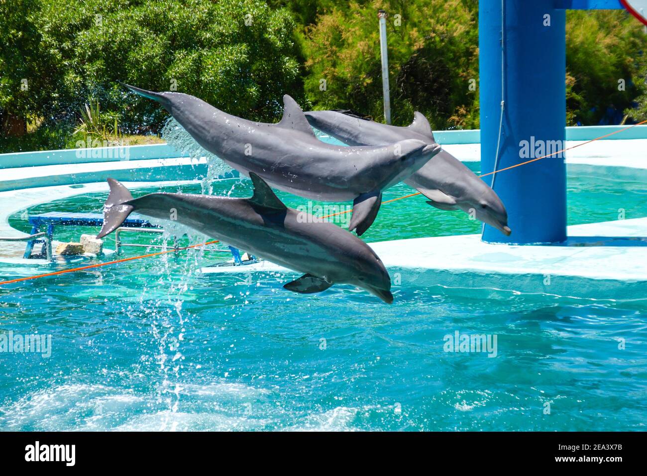 Bottlenose dolphins in an aquarium by jumping a rope several meters above the water. concepto entretenimiento. Stock Photo