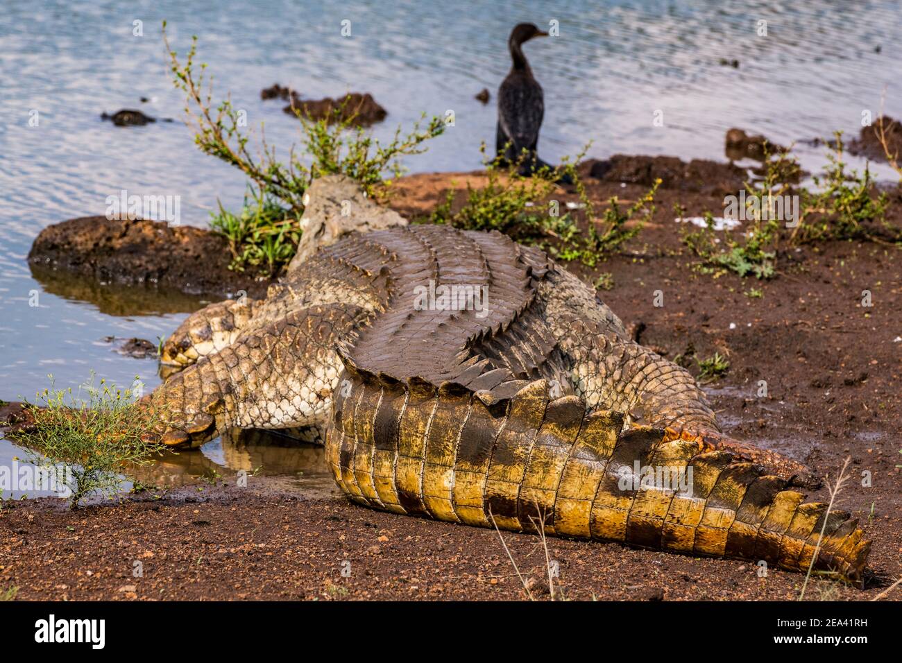 Wildlife Animals At The Nairobi National Park In Nairobi City County Capital of Kenya Stock Photo