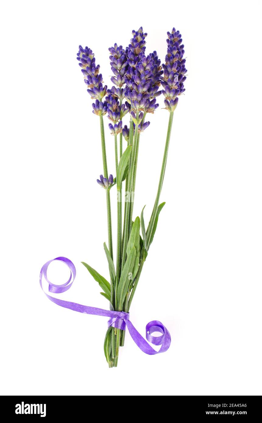 Small bunch of blue lavender flowers. Studio Photo Stock Photo - Alamy