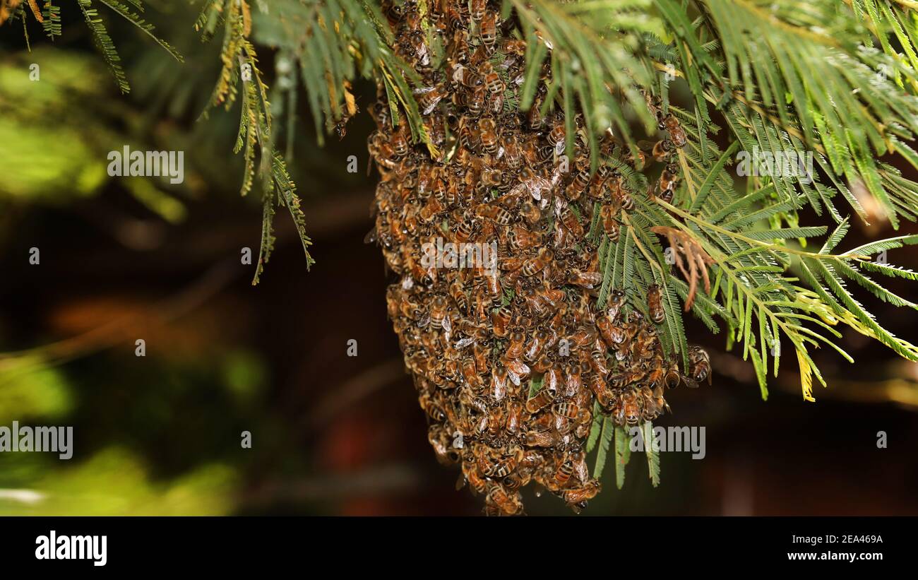 Close up detail of a wild mass swarm of western honey bees in a