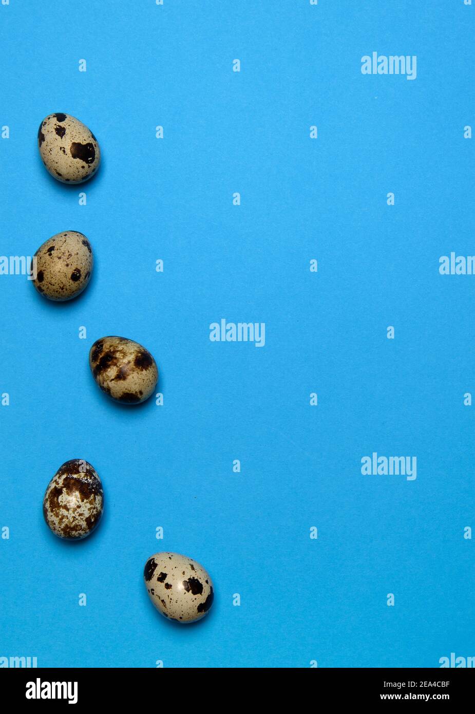 five fresh quail eggs on a blue background Stock Photo