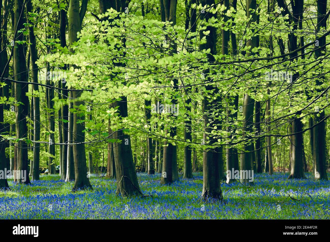 Bluebells.  Sunlit Bluebells and Beech woodland Snowshill Woods Cotswolds Gloucestershire England Stock Photo