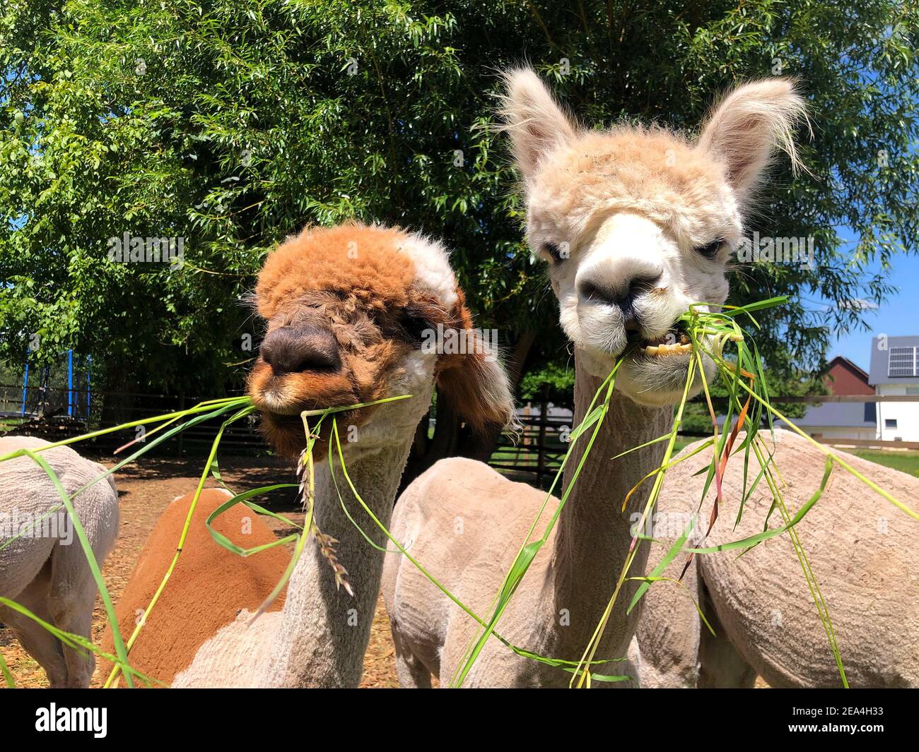 A closeup shot of alpacas eating grass on the farm Stock Photo Alamy